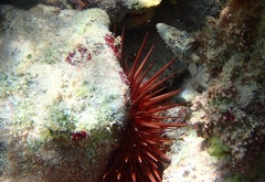 Echinometra lucunter