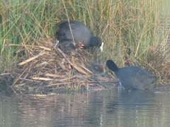 Fulica atra australis