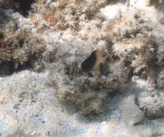 Stegastes partitus
