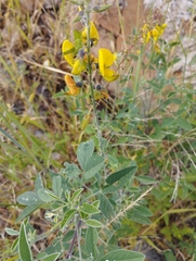 Crotalaria incana