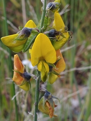 Crotalaria incana