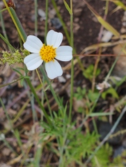 Bidens odorata