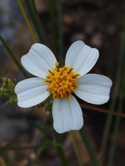 Bidens odorata