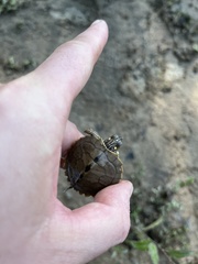 Graptemys sabinensis