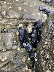 Pollicipes polymerus