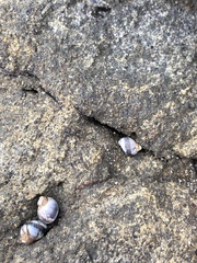 Littorininae