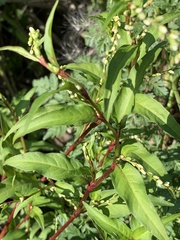Persicaria hydropiper