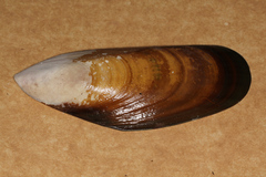 Perna canaliculus