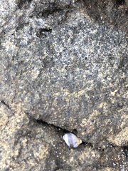 Littorininae
