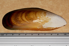 Perna canaliculus