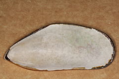 Perna canaliculus