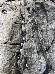 Littorininae