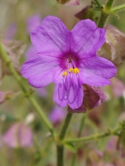 Mirabilis viscosa