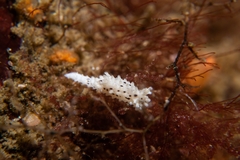 Aegires albopunctatus