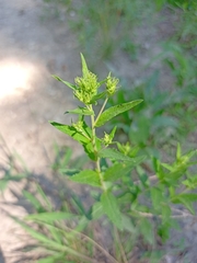Brickellia eupatorioides