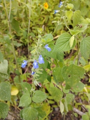 Salvia leptostachys