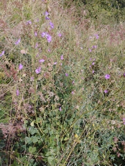 Mirabilis viscosa