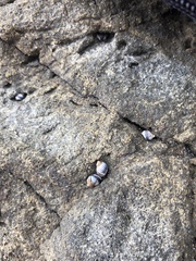 Littorininae