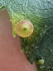 Caryomyia viscidolium