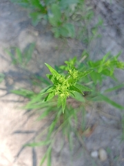 Brickellia eupatorioides