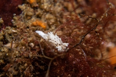 Aegires albopunctatus