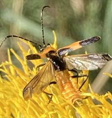 Chauliognathus basalis