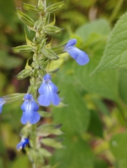 Salvia leptostachys