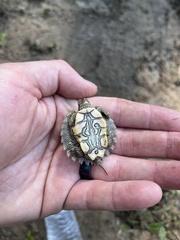 Graptemys sabinensis