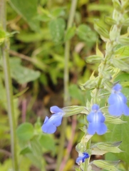 Salvia leptostachys