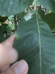 Caryomyia viscidolium