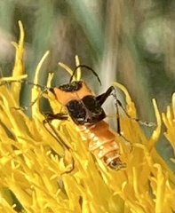 Chauliognathus basalis