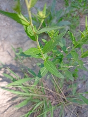 Brickellia eupatorioides