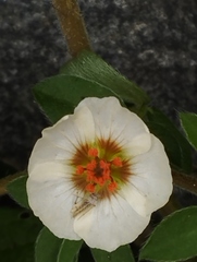 Kallstroemia rosei