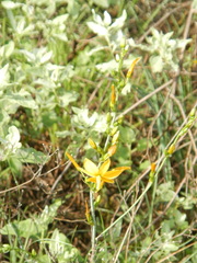 Echeandia mexicana