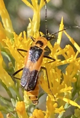 Chauliognathus basalis