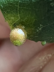 Caryomyia viscidolium