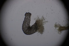 Arcyria cinerea