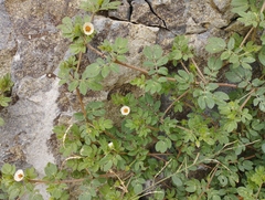 Kallstroemia rosei