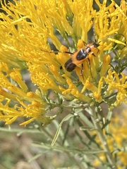 Chauliognathus basalis