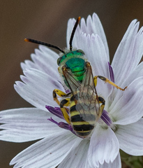 Agapostemon