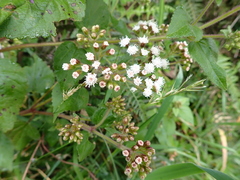 Eupatorieae