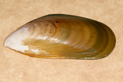 Perna canaliculus
