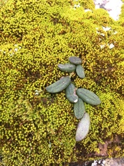 Dendrobium linguiforme