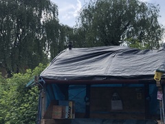 Turdus merula merula