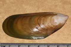 Perna canaliculus