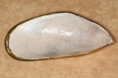 Perna canaliculus