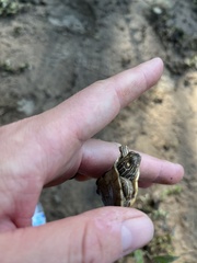 Graptemys sabinensis