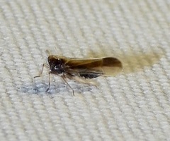 Tarophagus colocasiae