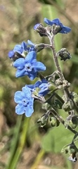 Cynoglossum