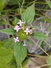 Crusea hispida